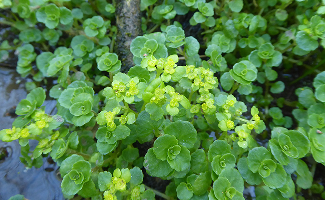 Dorine à feuilles opposées (Chrysosplenium oppositifolium), plante d'ombre humide