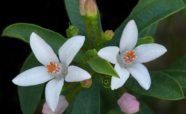 Eriostème à fleurs d'oranger (Eriostemon myoporoides), Philotheca blanc parfumé