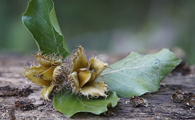 Les faines sont les fruits du hêtre (Fagus sylvatica)