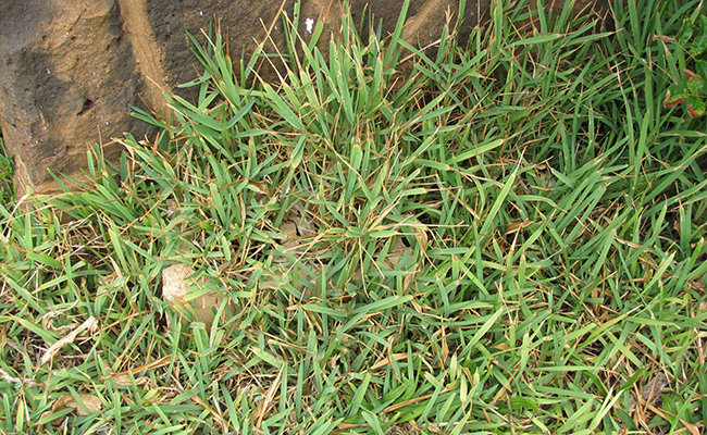 Faux Kikuyu (Stenotaphrum secundatum), l'herbe de Saint Augustin