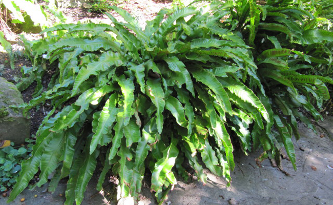 scolopendre langue-de-bœuf (Asplenium scolopendrium syn. Phyllitis scolopendrium, Scolopendrium vulgare)