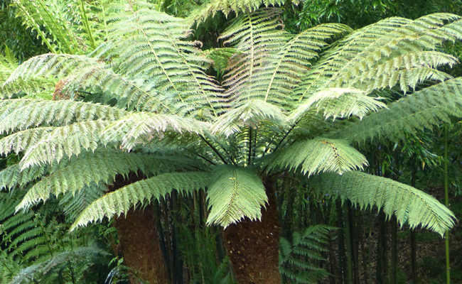 Fougère arborescente (Dicksonia antarctica) ou fougère de Tasmanie