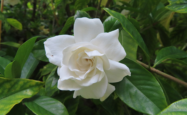 Gardenia (Gardenia jasminoide), fleur blanche à la boutonnière