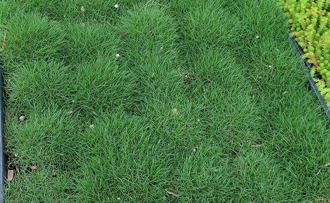 Gazon des Mascareignes (Zoysia tenuifolia), alternative au gazon