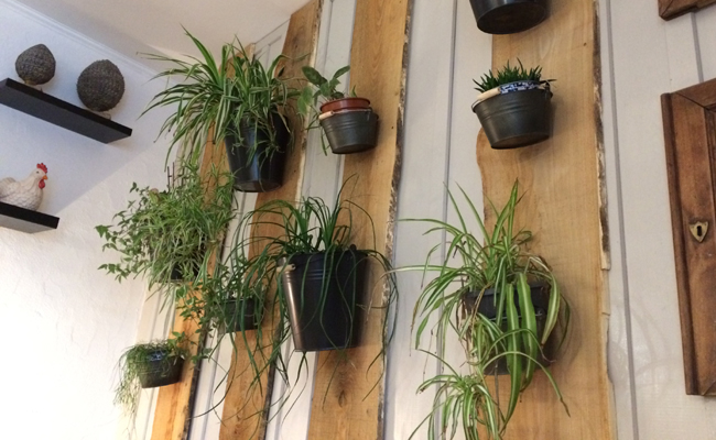 mur de plantes d'intérieur