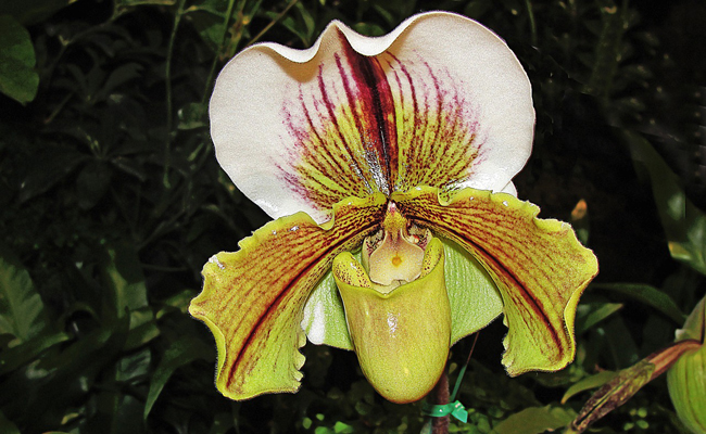 Sabot de Vénus : une orchidée facile à entretenir