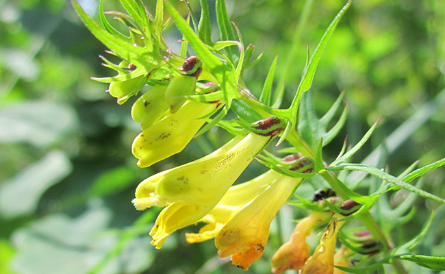 Mélampyre des prés (Melampyrum pratense), sarriette jaune