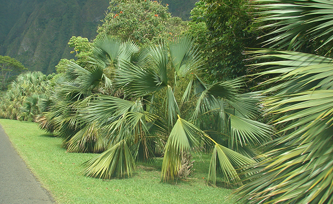 Palmier chou (Sabal palmetto) ou Chou palmiste