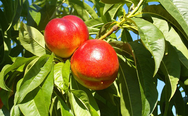 Nectarinier et brugnonier (Prunus persica var. nucipersica), espèces de pêchers