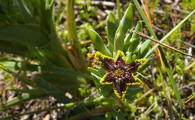 Iris étoile de mer (Ferraria crispa), une fleur sophistiquée
