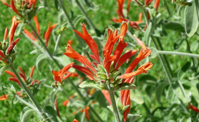 Jacobinia (Dicliptera suberecta) pour jardin sec