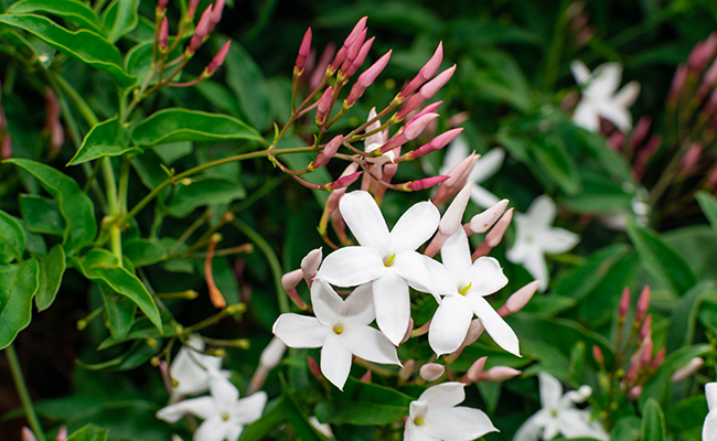 Jasmin blanc d'hiver (Jasminum polyanthum), aux boutons rose pâle