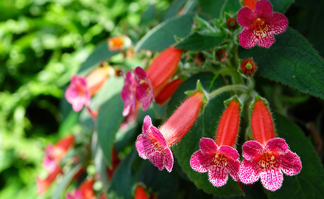Kohlerie (Kohleria bogotensis) aux fleurs de digitale