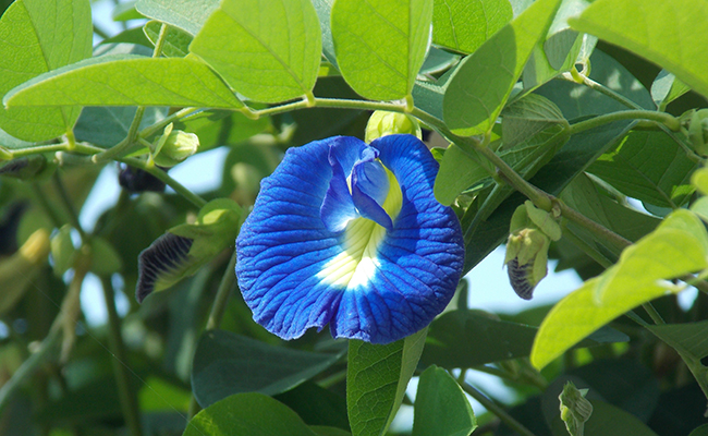 Pois bleu (Clitoria ternatea), fleur clitoris