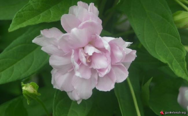 Calystegia (Calystegia hederacea 'Flore Pleno'), un liseron d'ornement