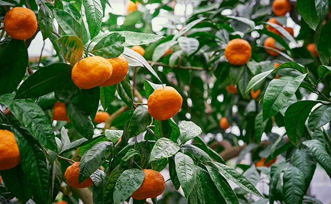 Mandarinier (Citrus deliciosa), un agrume vigoureux