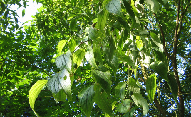 Micocoulier de Provence (Celtis australis), arbre du Midi