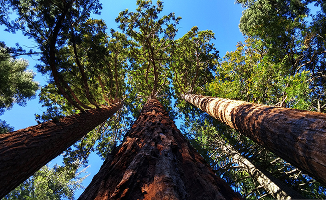 Séquoia géant (Sequoiadendron giganteum), le plus grand arbre au monde