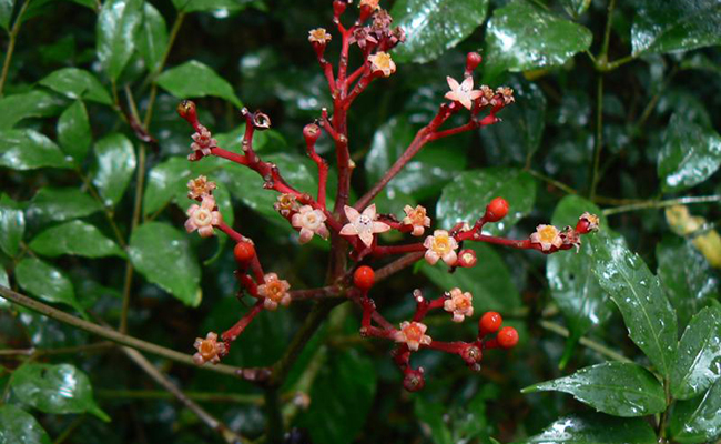Léea de Guinée (Leea guineensis), un feuillage léger décoratif