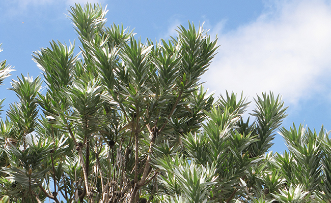 Arbre d'argent (Leucadendron argenteum), arbre du Cap