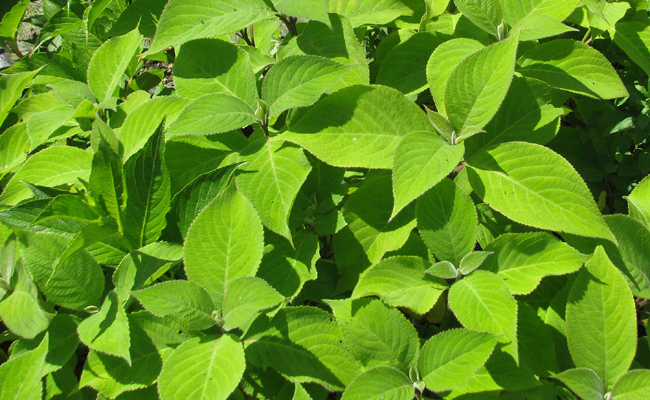 Menthe arbustive japonaise (Leucosceptrum japonicum) ni menthe ni arbustive