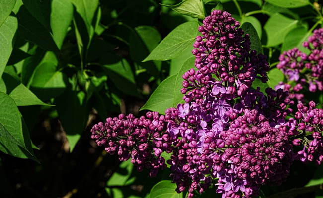 Lilas commun (Syringa vulgaris), le parfum du printemps