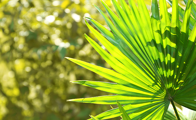 Livistona (Livistona rotundifolia), palmier éventail d'intérieur