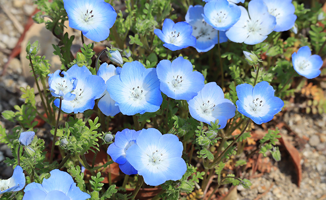 Némophile (Nemophila), un tapis de petites fleurs bleues