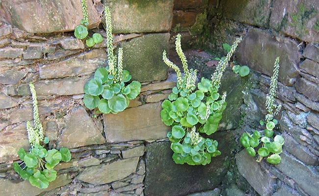 Nombril de Vénus (Umbilicus rupestris), plante succulente des rochers