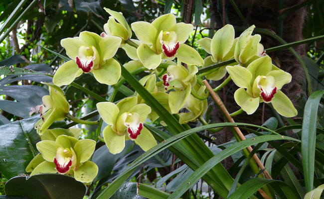 Orchidée (Cymbidium) : la plus facile des orchidée à cultiver