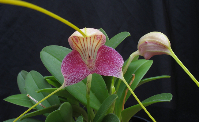 Orchidée de climat frais (Masdevallia), de petite taille