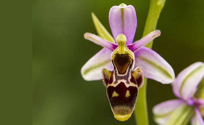 Orchidée abeille (Ophrys apifera), qui imite les insectes
