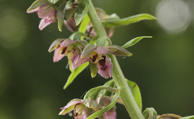 Epipactis à larges feuilles (Epipactis helleborine), une orchidée sauvage