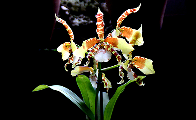 Rossioglossum (Rossioglossum grande), des orchidées d'altitude
