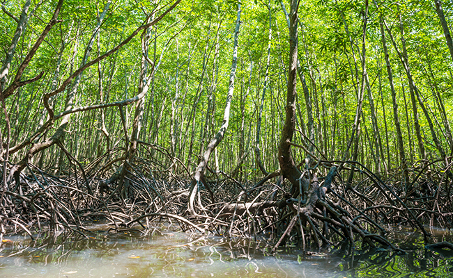 Palétuvier rouge (Rhizophora mangle), roi de la mangrove