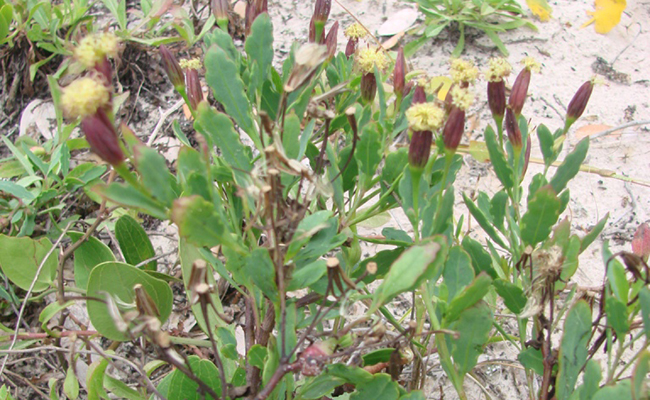papalo (Porophyllum ruderale), coriandre bolivienne