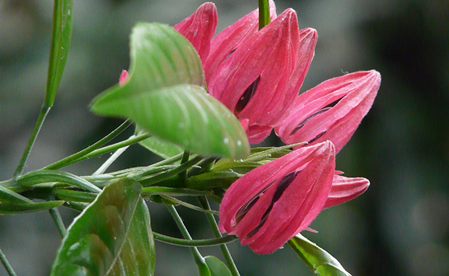 Pavonie (Pavonia multiflora), candélabre brésilien