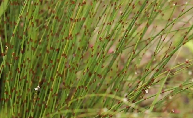 renouée à balais (Persicaria scoparium equisetiformis)