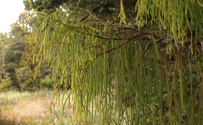Pin rimu (Dacrydium cupressicum), pin rouge des anglais