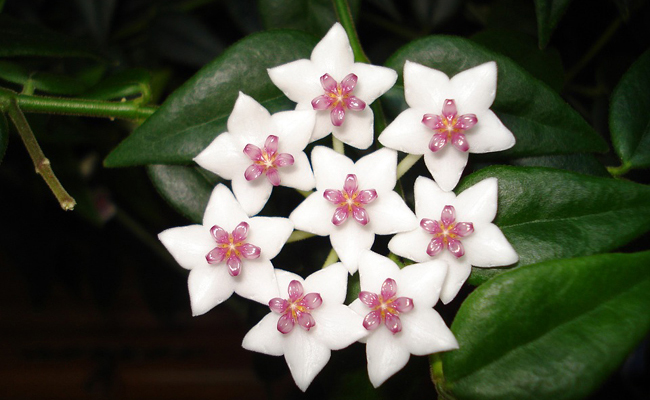 Fleur de porcelaine (Hoya) ou fleur de cire