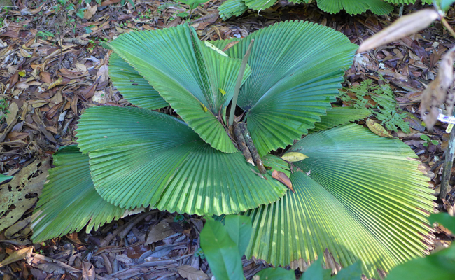 Licuala grandis, dit palmier cuillère