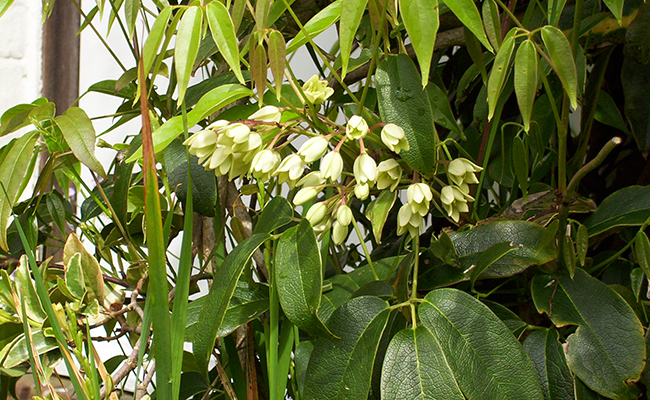 Holboellie de l'Himalaya (Holboellia latifolia) ou Goubla