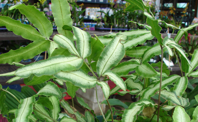 Ptéris de Crète (Pteris cretica), plante pour la salle de bain