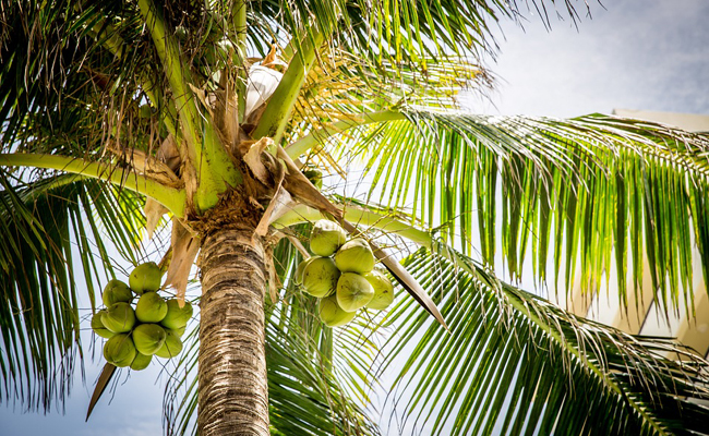 Cocotier (Cocos nucifera), pour la noix de coco