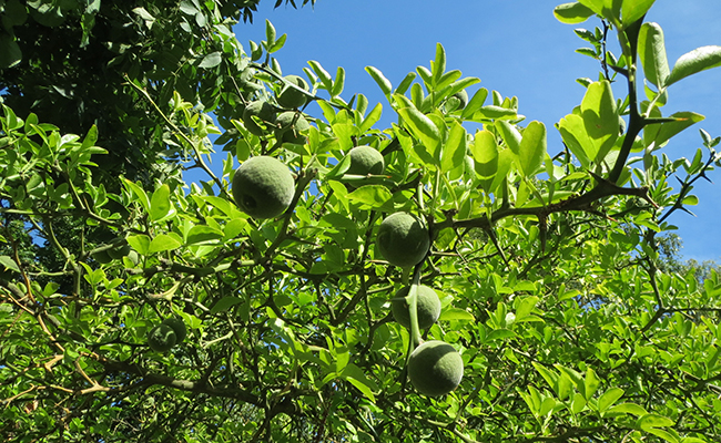 Citronnier épineux (Poncirus trifoliata), porte-greffe de Citrus