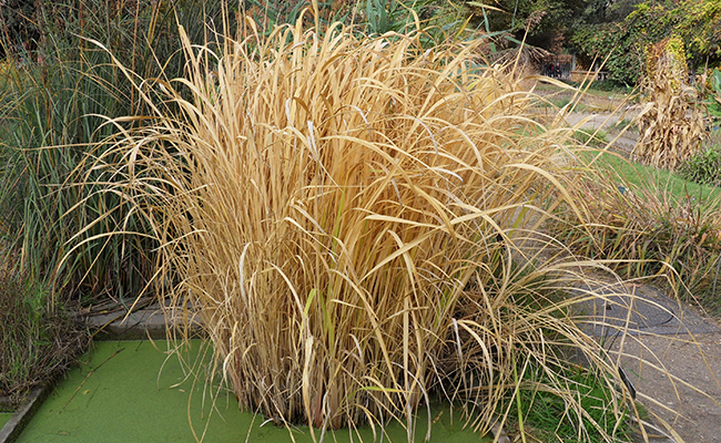 Riz sauvage de Mandchourie (Zizania latifolia) aux chaumes graphiques