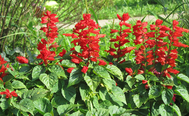 Sauge rouge (Salvia splendens) : fleur du jardin, plantation, culture, entretien