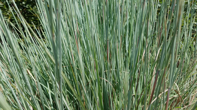 Schizachyrium (Schizachyrium scoparium), herbe à balais
