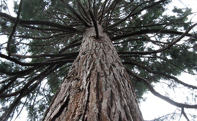 Séquoia à feuilles d'If (Sequoia sempervirens), séquoia toujours vert