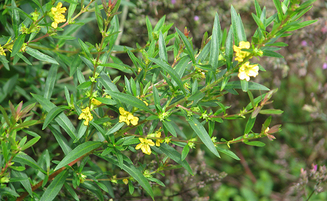 Sinicuichi (Heimia salicifolia) aux feuilles de saule